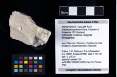 NHMW-GEO-2007z0149-0124_Ol_02.tifAnkylokypha parabola (Robins, Feldmann & Schweitzer, 2013)  (NHMW-GEO-2007z0149-0124)